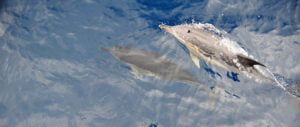 delfiny widziane z pokładu katamaranu